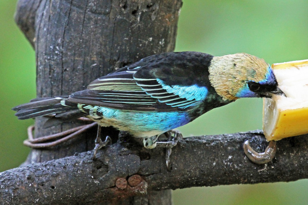 Golden-hooded Tanager - Greg  Griffith