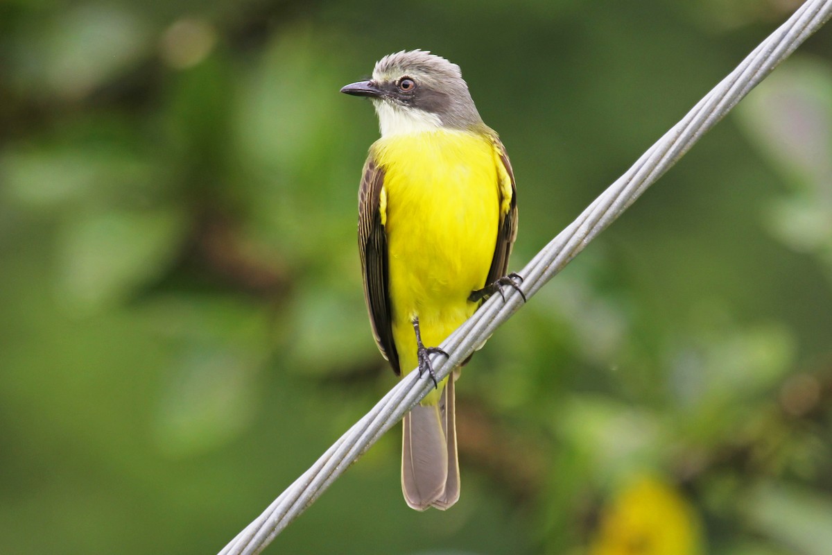 Gray-capped Flycatcher - Greg  Griffith