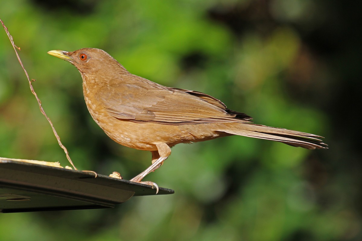 Clay-colored Thrush - Greg  Griffith