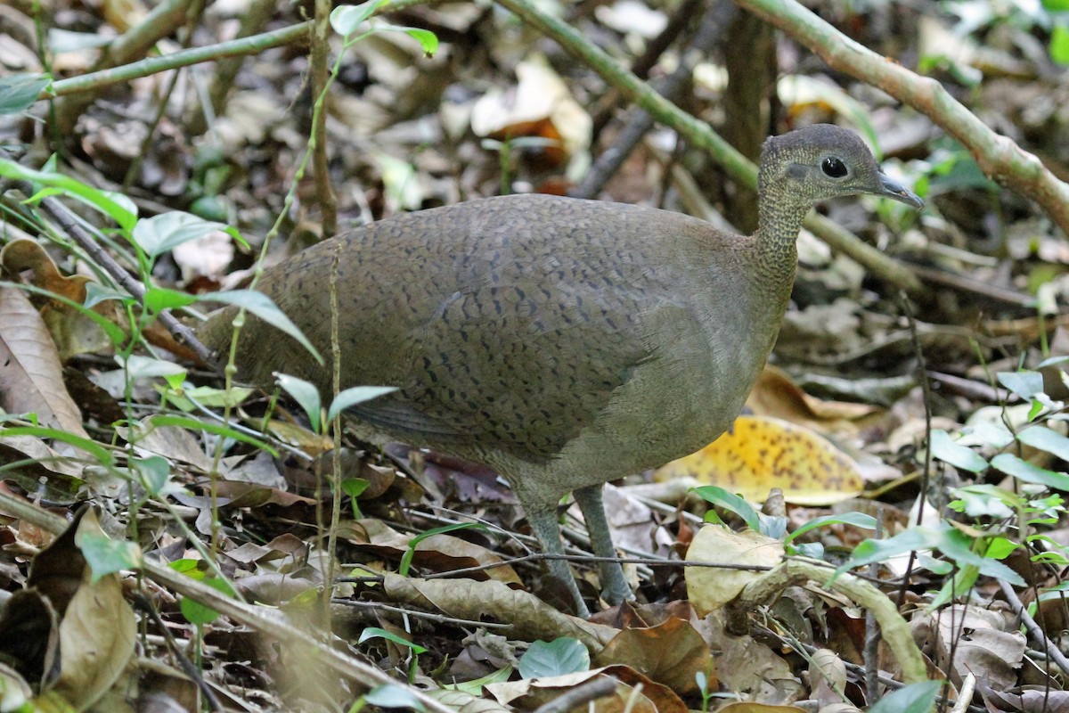 Great Tinamou - Greg  Griffith