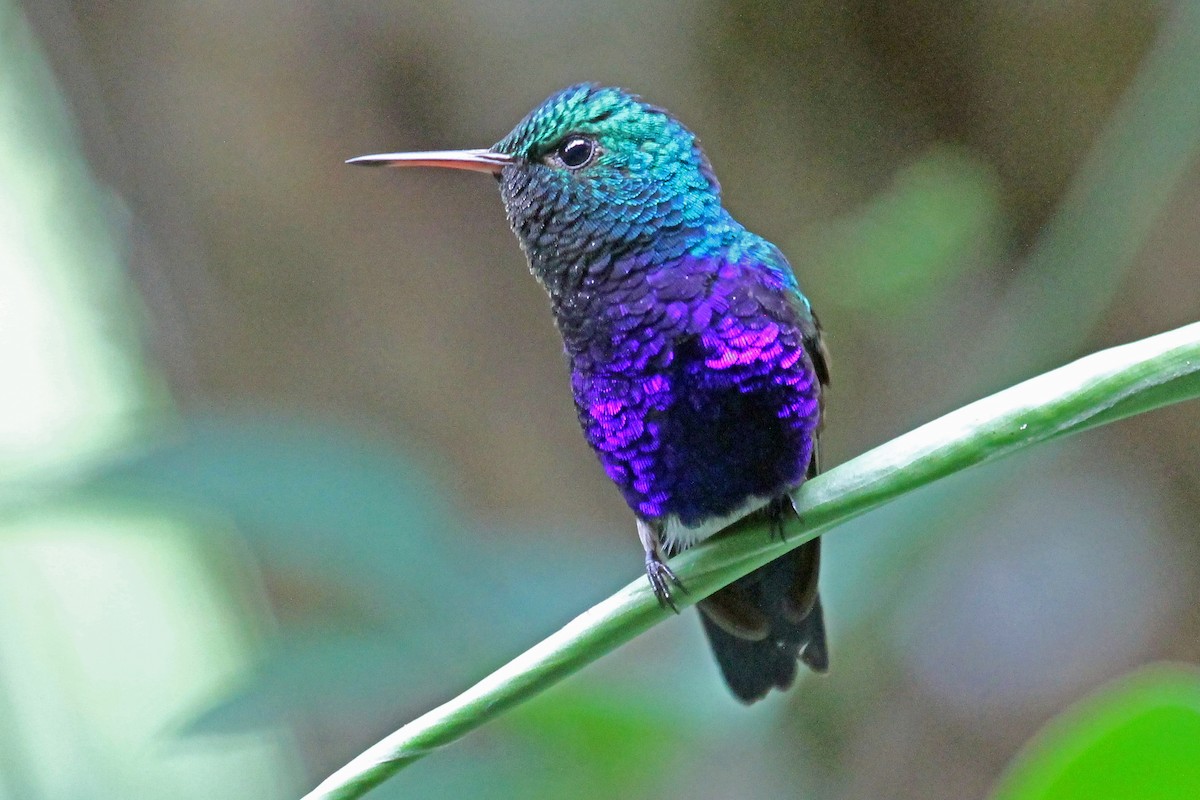 Violet-bellied Hummingbird - Greg  Griffith