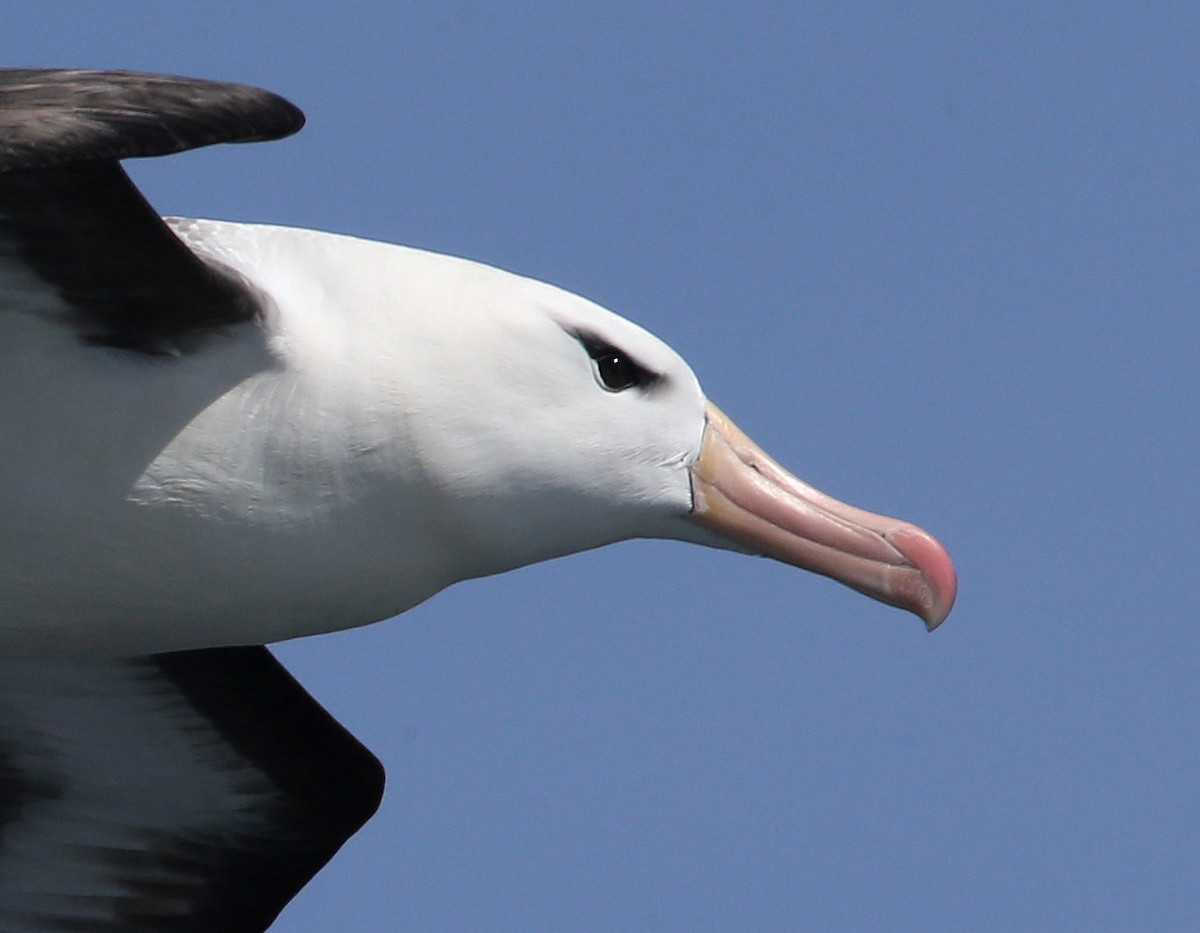 Black-browed Albatross (Black-browed) - Hal and Kirsten Snyder