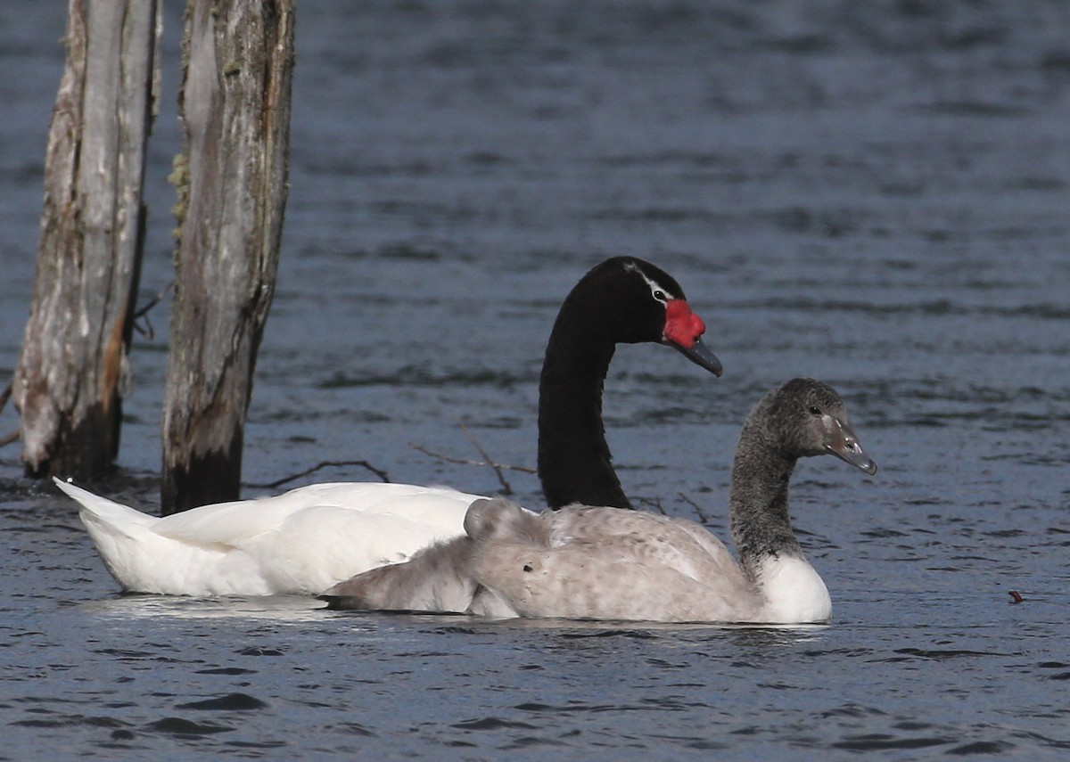 Black-necked Swan - ML204318121