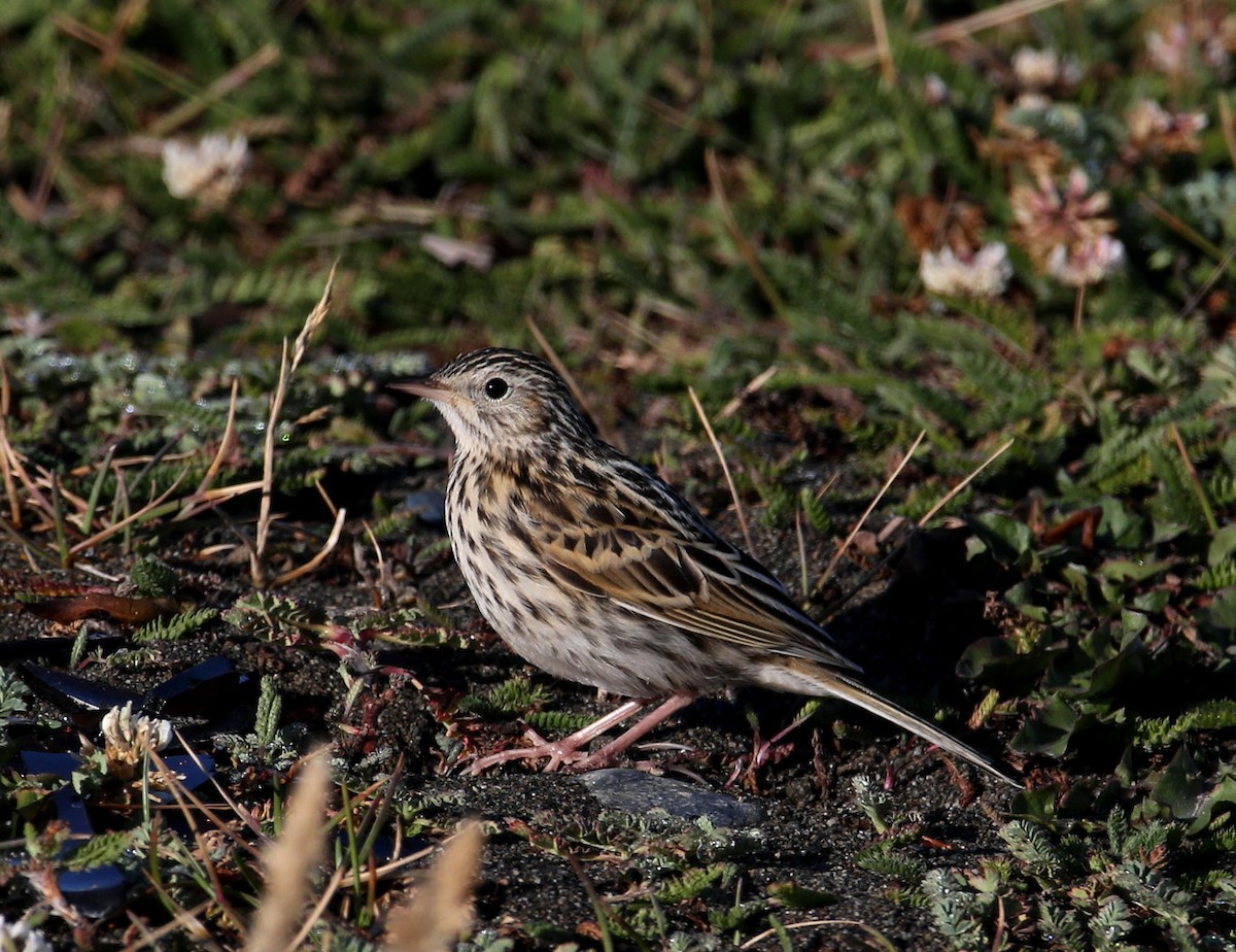 Correndera Pipit - Hal and Kirsten Snyder