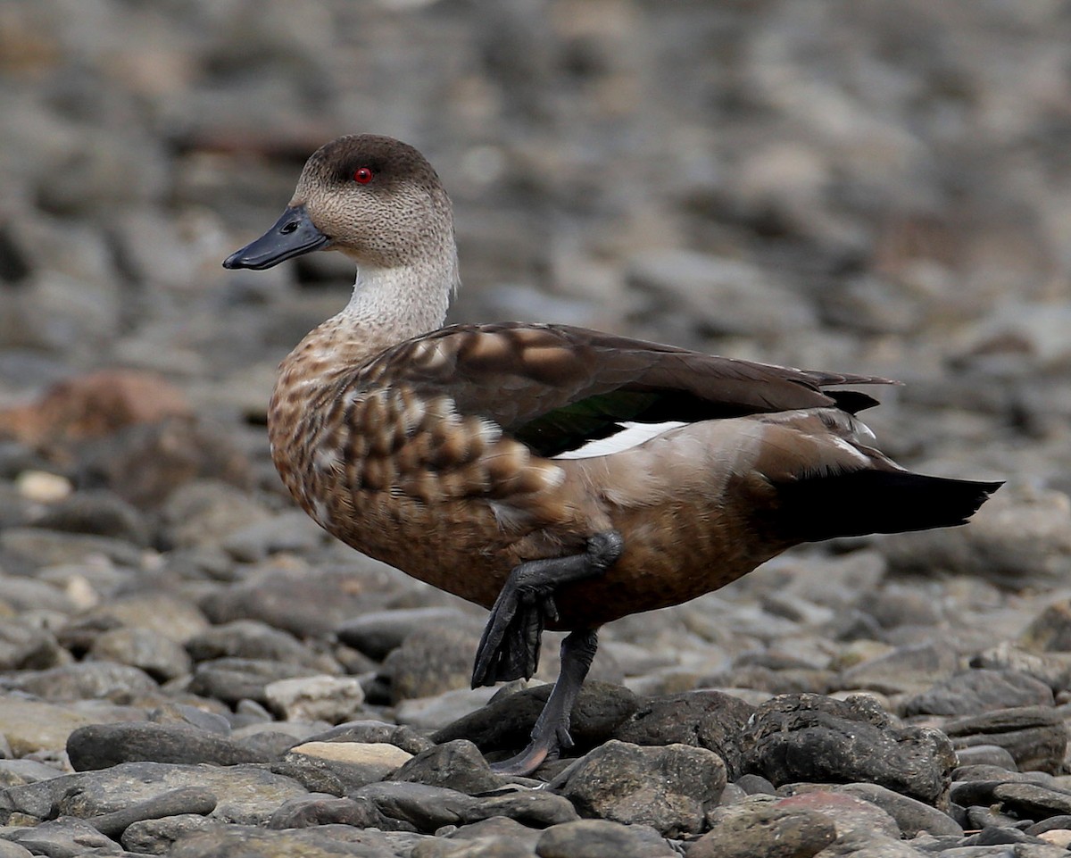 Crested Duck - ML204318181