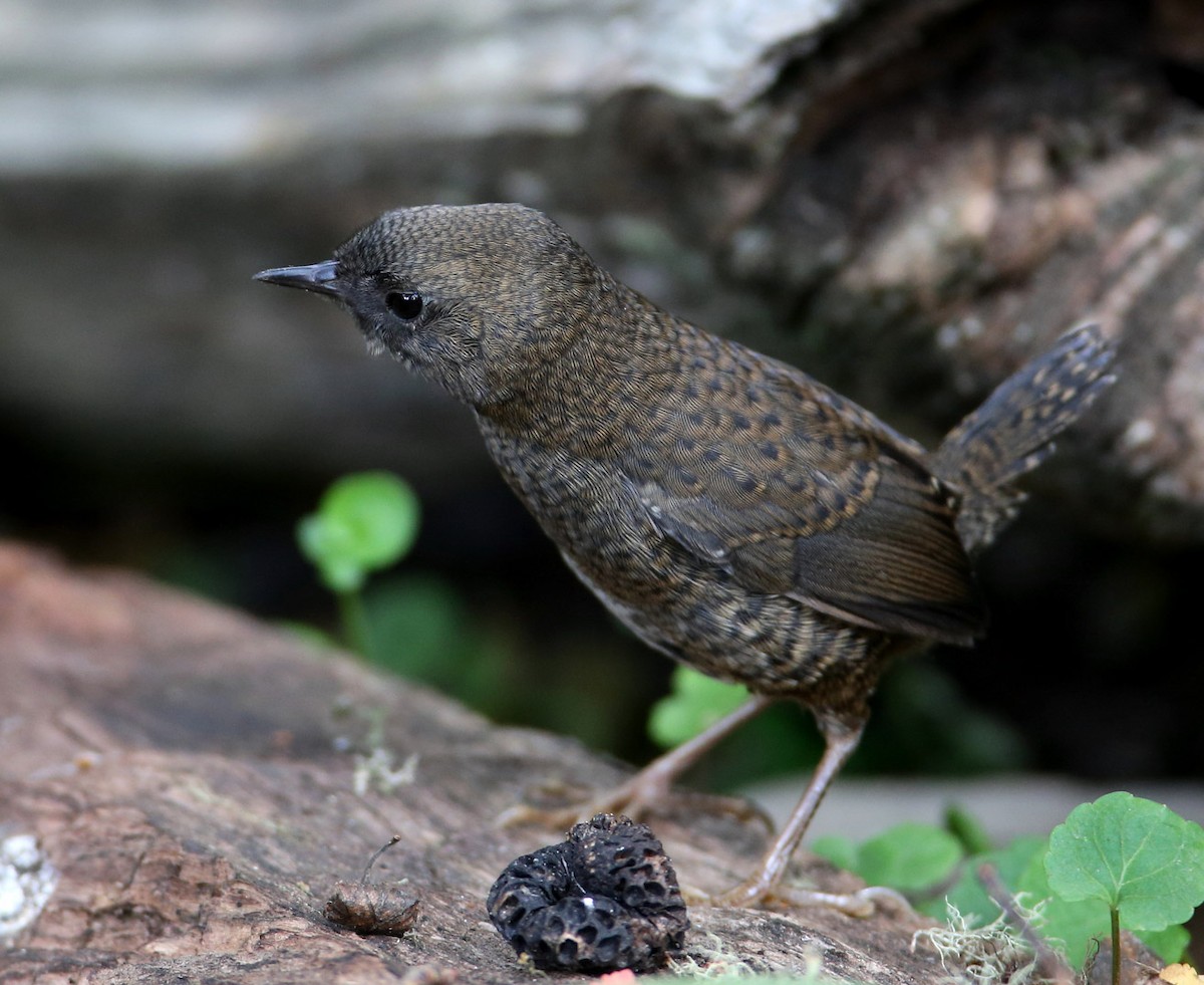 Magellanic Tapaculo - Hal and Kirsten Snyder