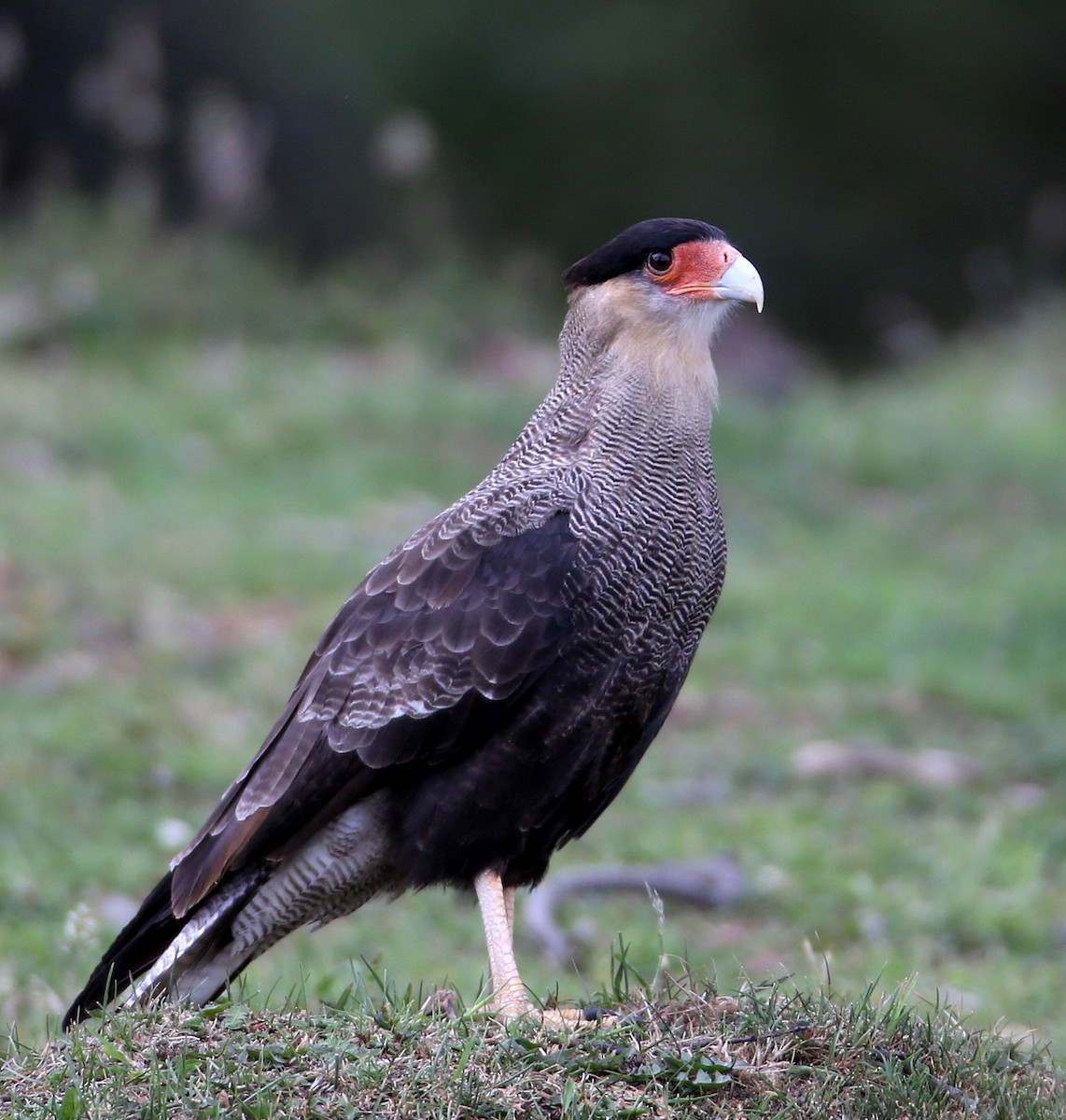 Crested Caracara (Southern) - ML204318371