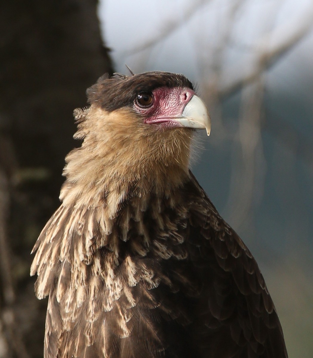 Crested Caracara (Southern) - ML204318381