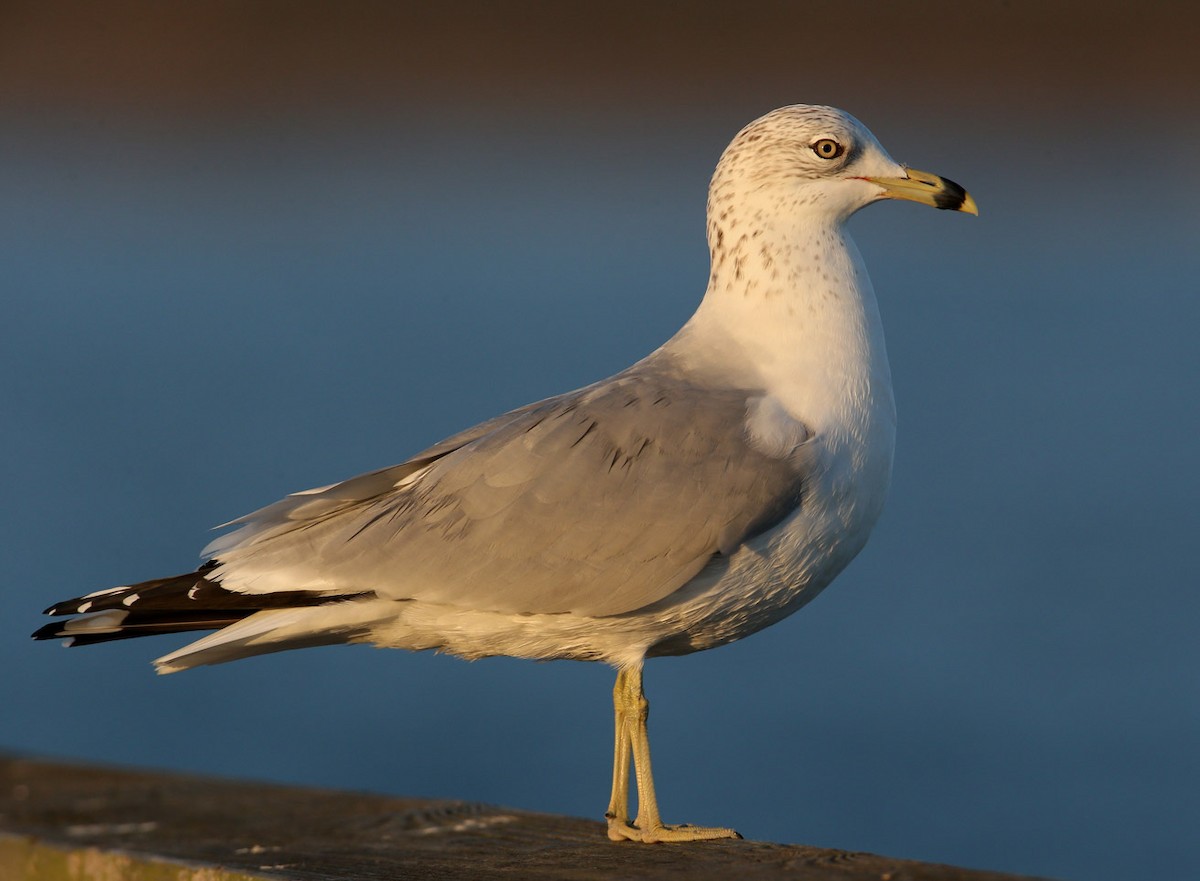 Ring-billed Gull - Hal and Kirsten Snyder