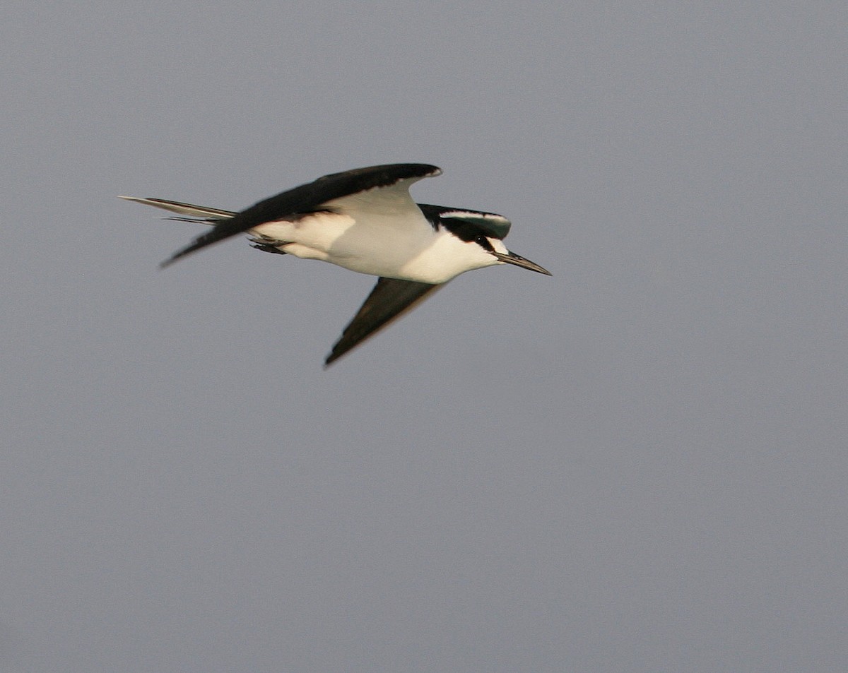 Sooty Tern - Hal and Kirsten Snyder