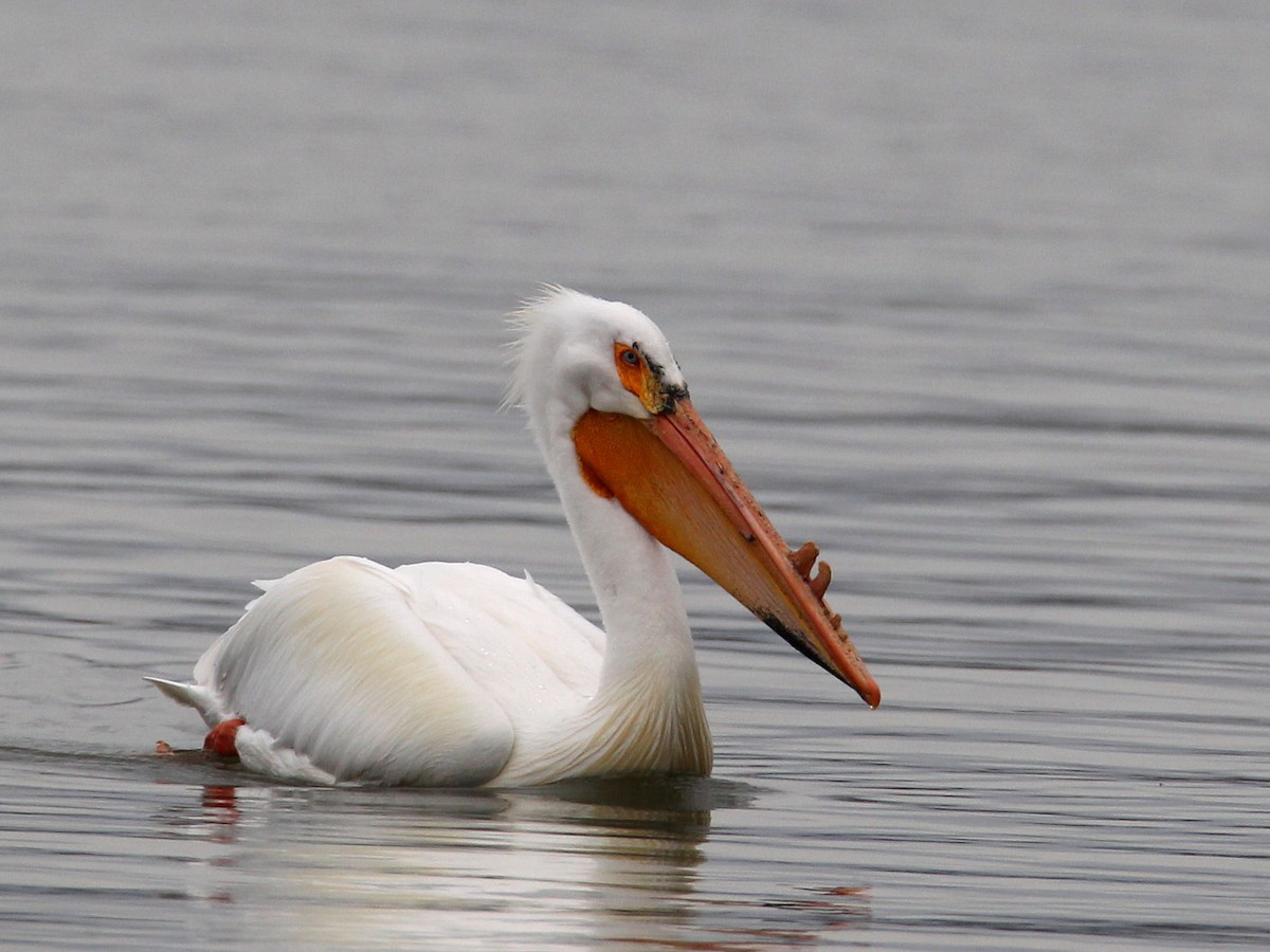 American White Pelican - Hal and Kirsten Snyder