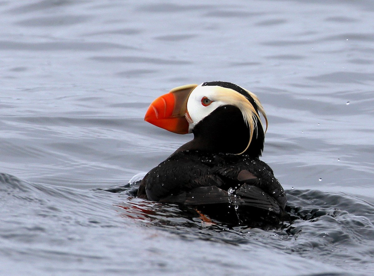 Tufted Puffin - ML204318651
