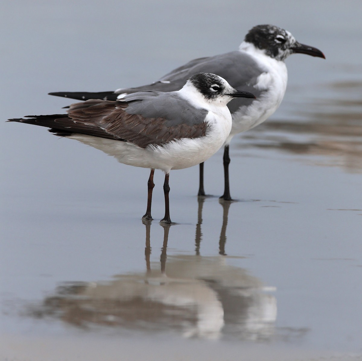 Franklin's Gull - Hal and Kirsten Snyder