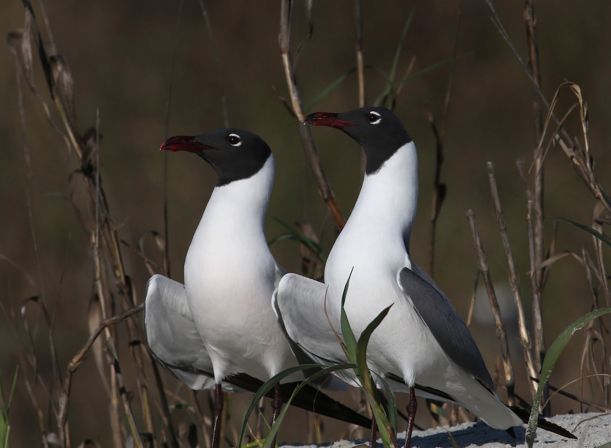 Laughing Gull - Hal and Kirsten Snyder
