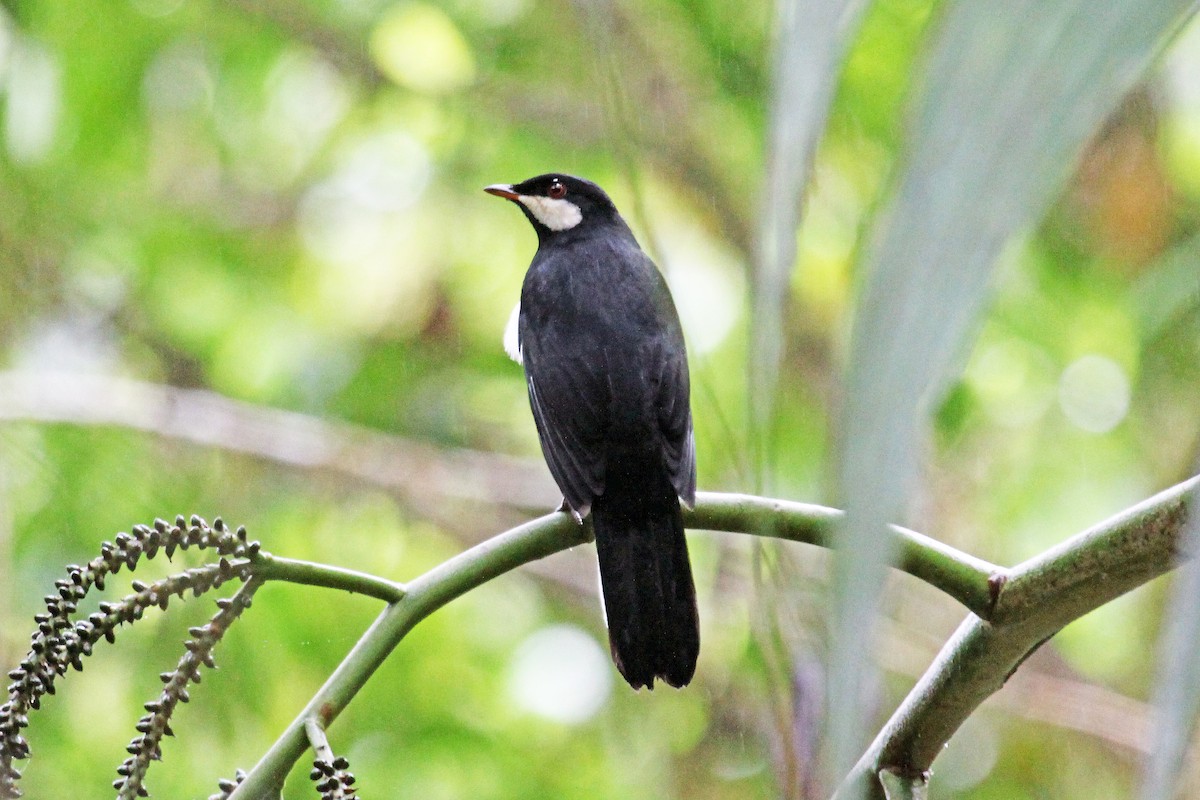 Black Solitaire - Greg  Griffith