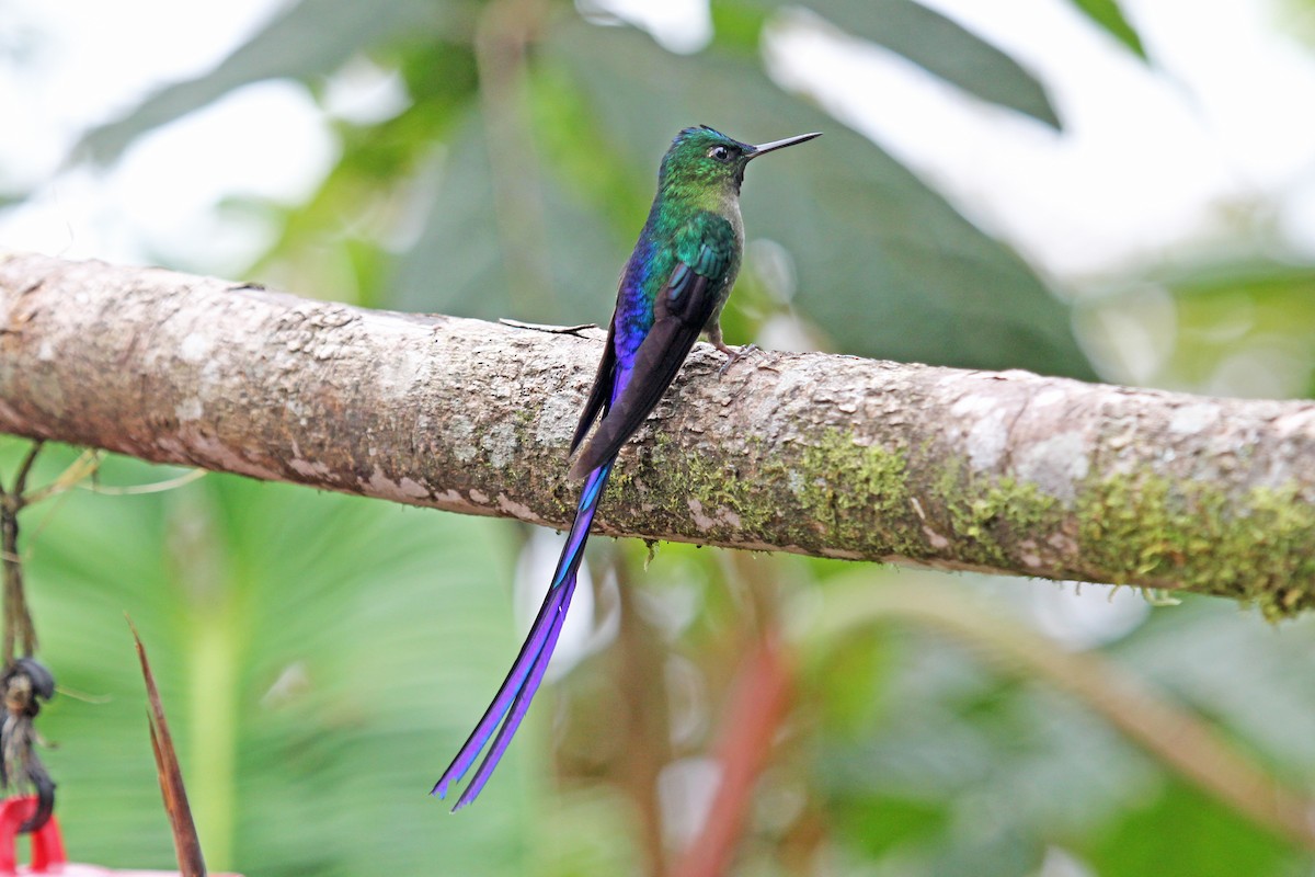 Violet-tailed Sylph - ML204319541