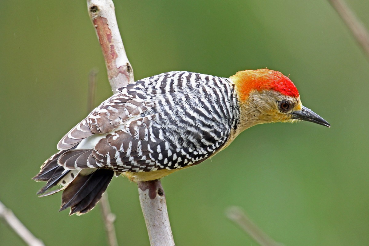 Red-crowned Woodpecker - ML204319551