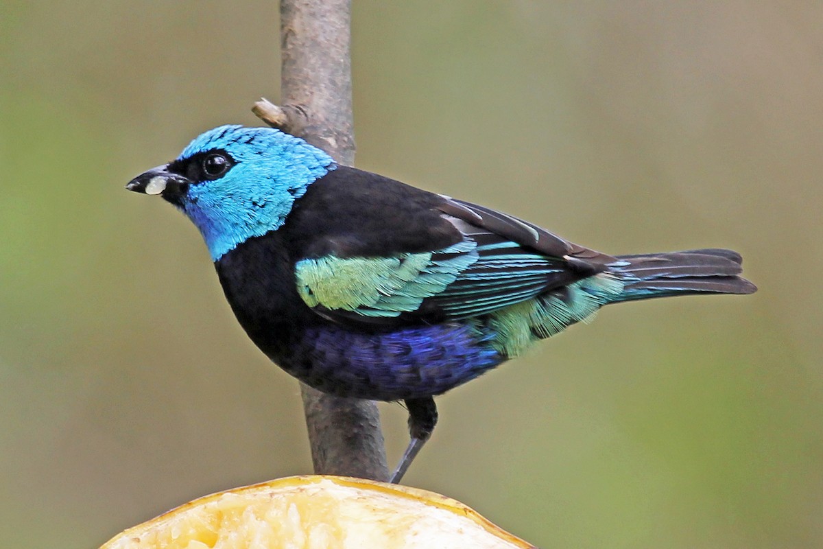 Blue-necked Tanager - Greg  Griffith