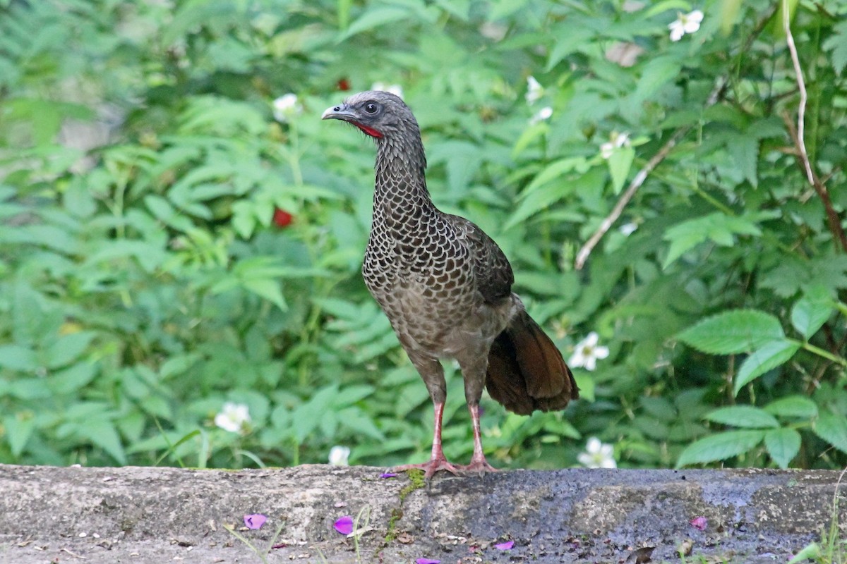 Colombian Chachalaca - Greg  Griffith
