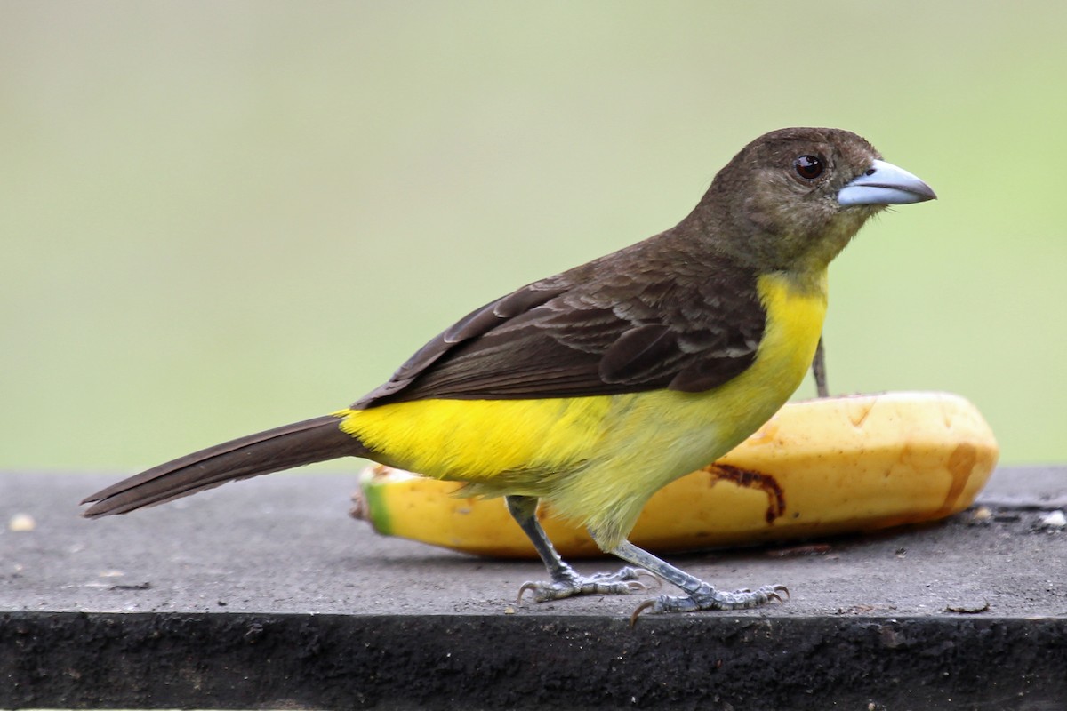 Flame-rumped Tanager (Lemon-rumped) - ML204319761