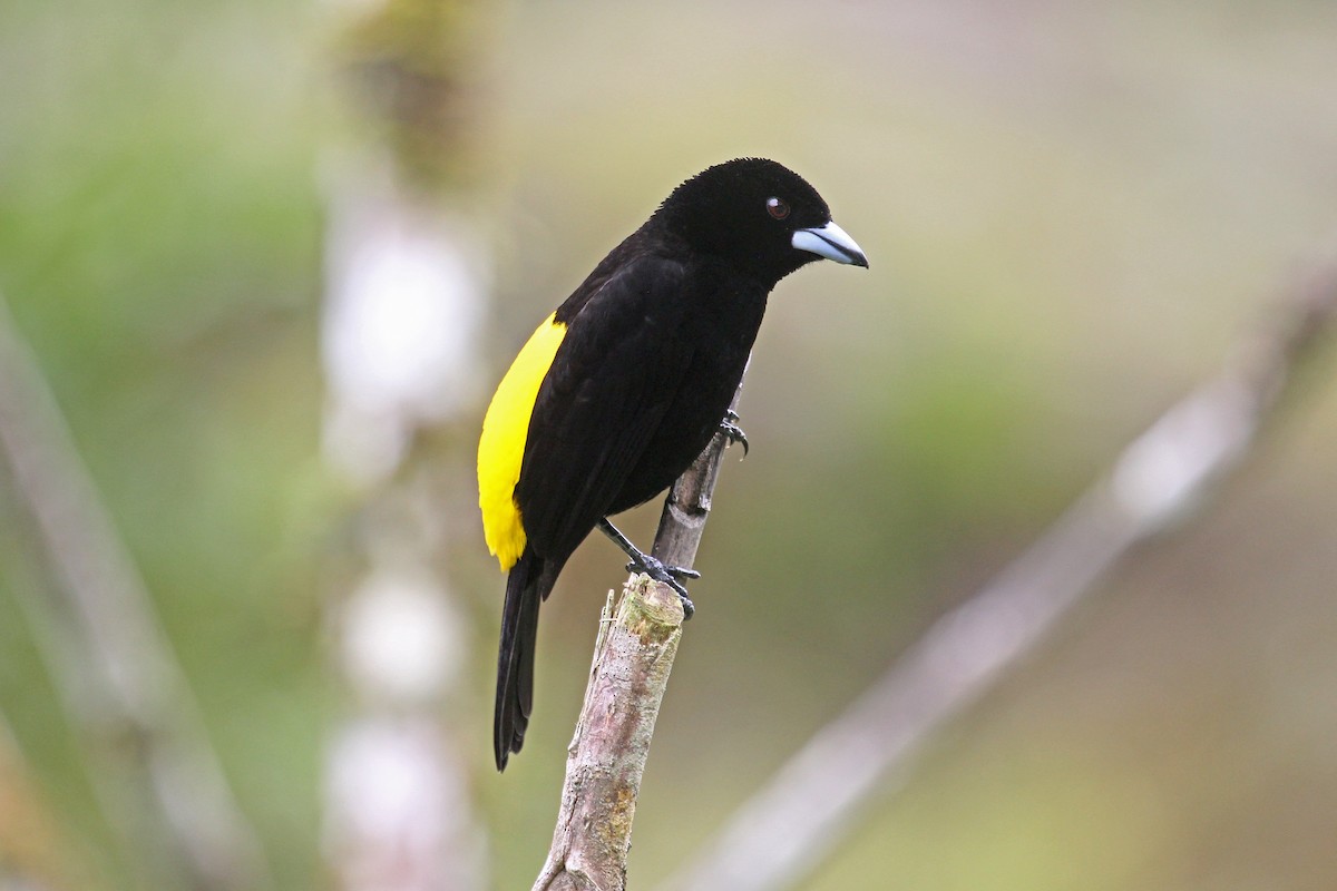 Flame-rumped Tanager (Lemon-rumped) - ML204319771