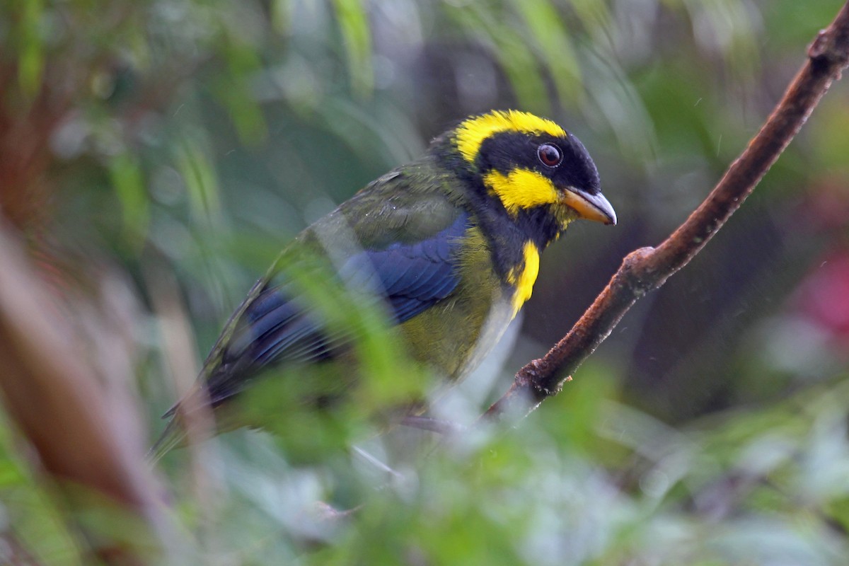 Gold-ringed Tanager - Greg  Griffith