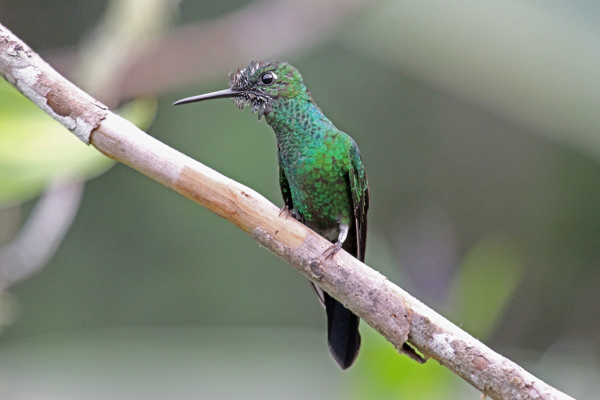 Green-crowned Brilliant - Greg  Griffith