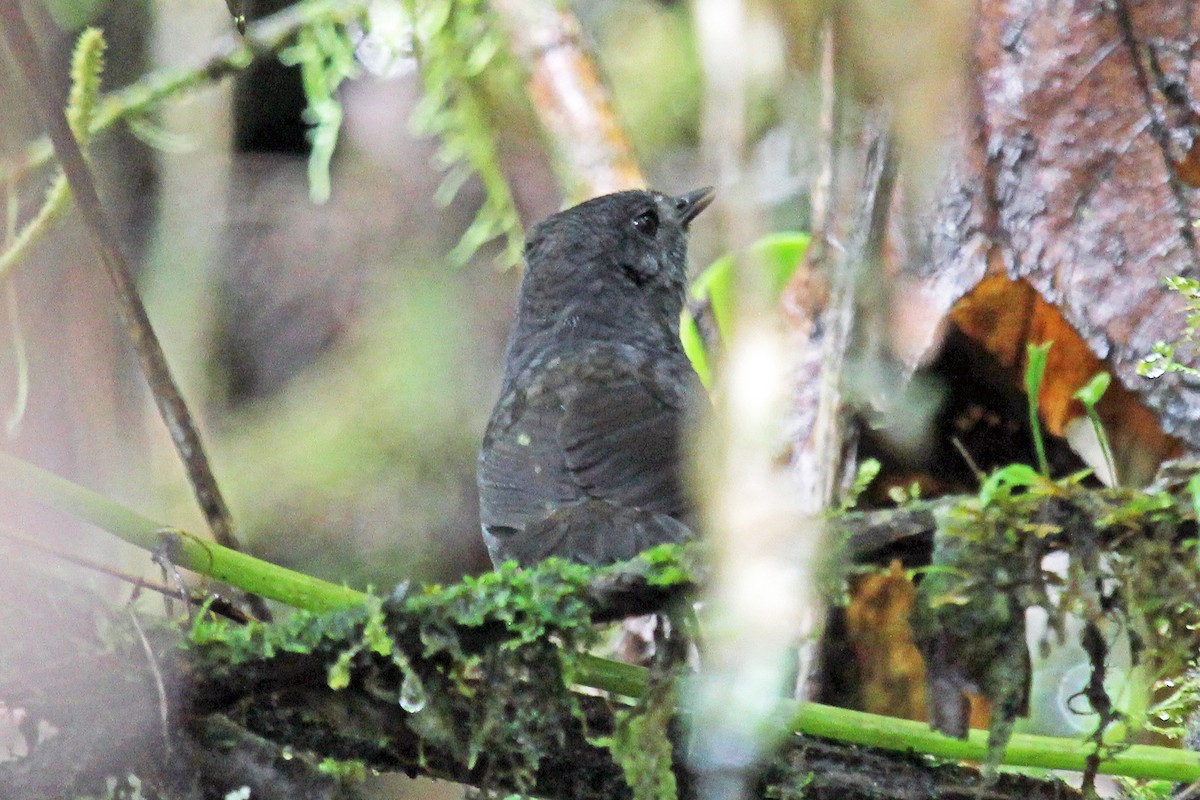 Nariño Tapaculo - Greg  Griffith