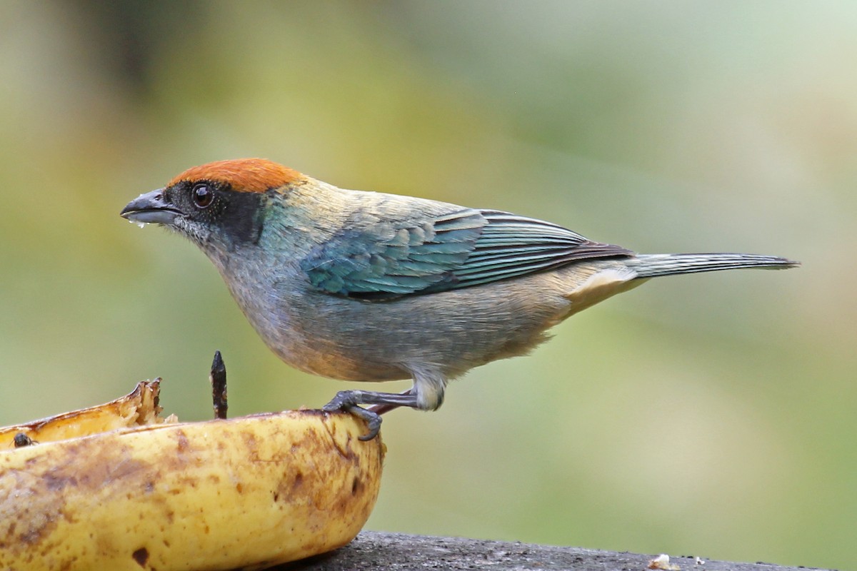 Scrub Tanager - Greg  Griffith