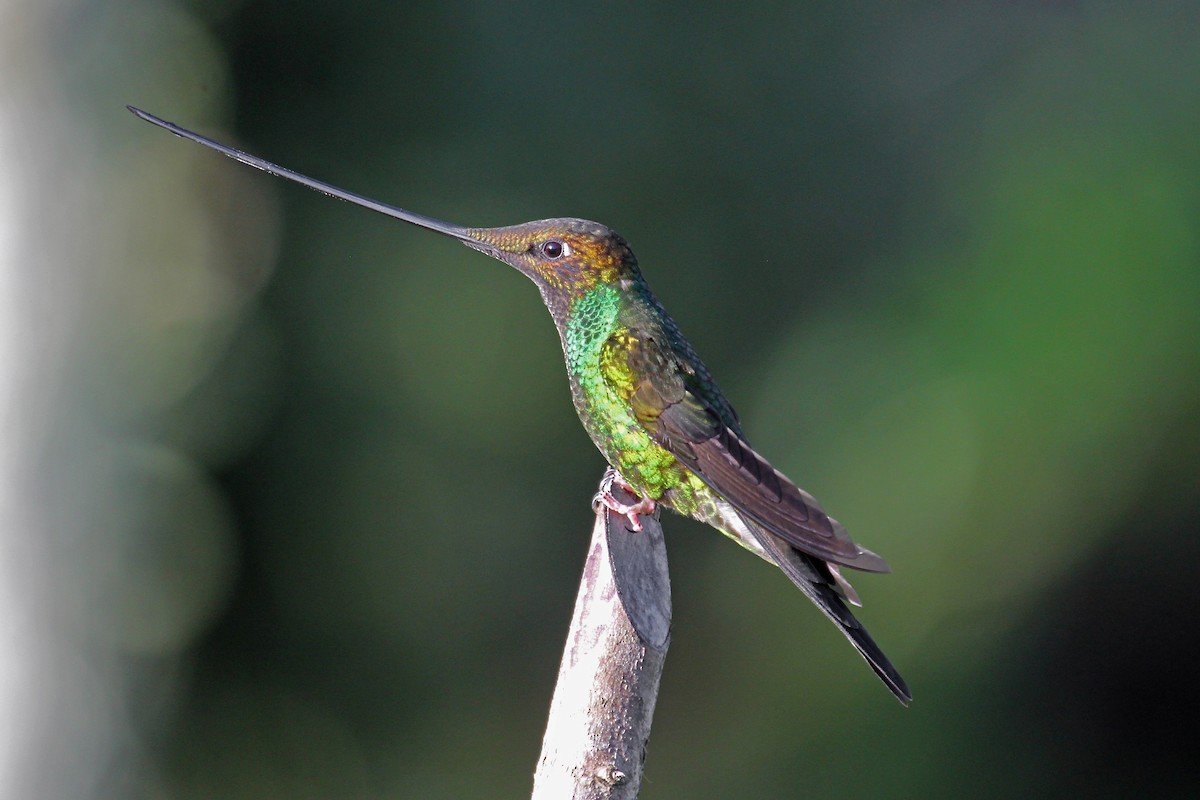 Sword-billed Hummingbird - Greg  Griffith