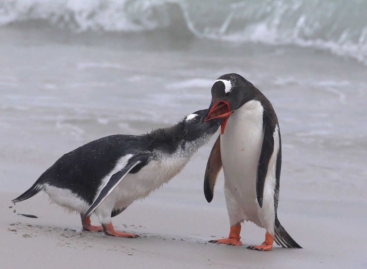 Gentoo Penguin - Hal and Kirsten Snyder