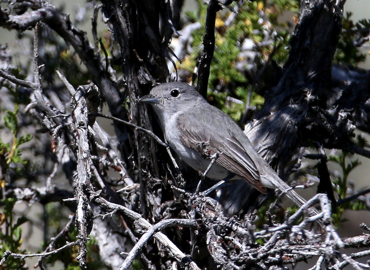 Gray Vireo - Hal and Kirsten Snyder
