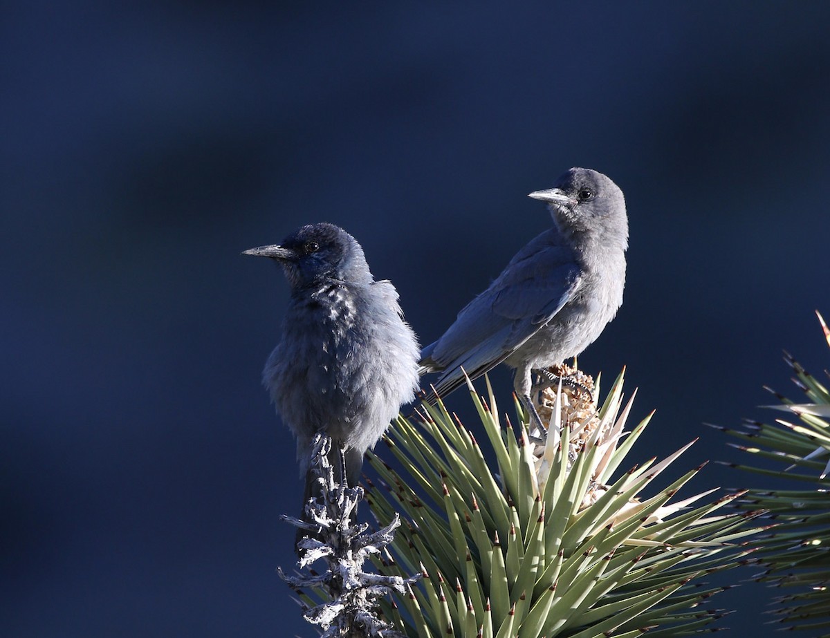 Pinyon Jay - Hal and Kirsten Snyder