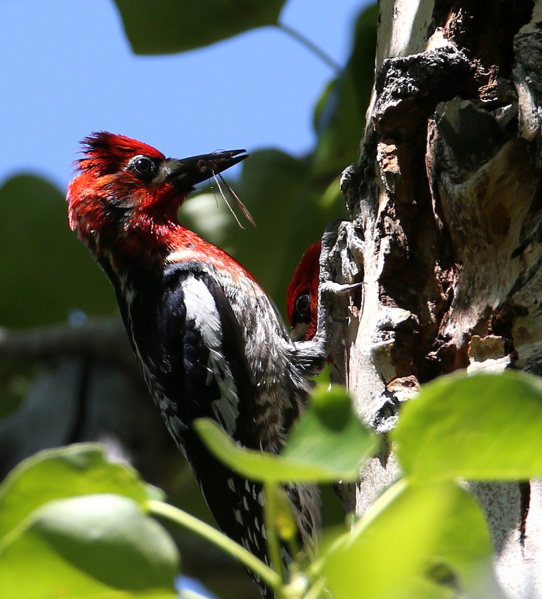 Red-breasted Sapsucker (daggetti) - Hal and Kirsten Snyder