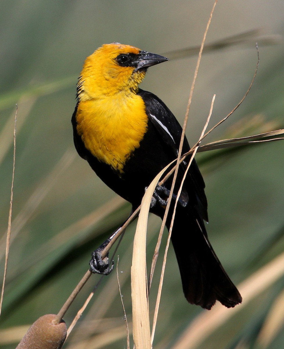 Yellow-headed Blackbird - Hal and Kirsten Snyder