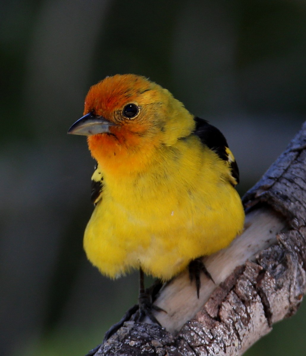 Western Tanager - Hal and Kirsten Snyder