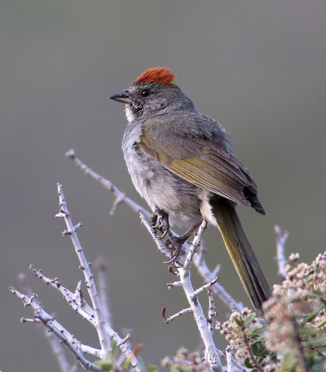 Green-tailed Towhee - Hal and Kirsten Snyder