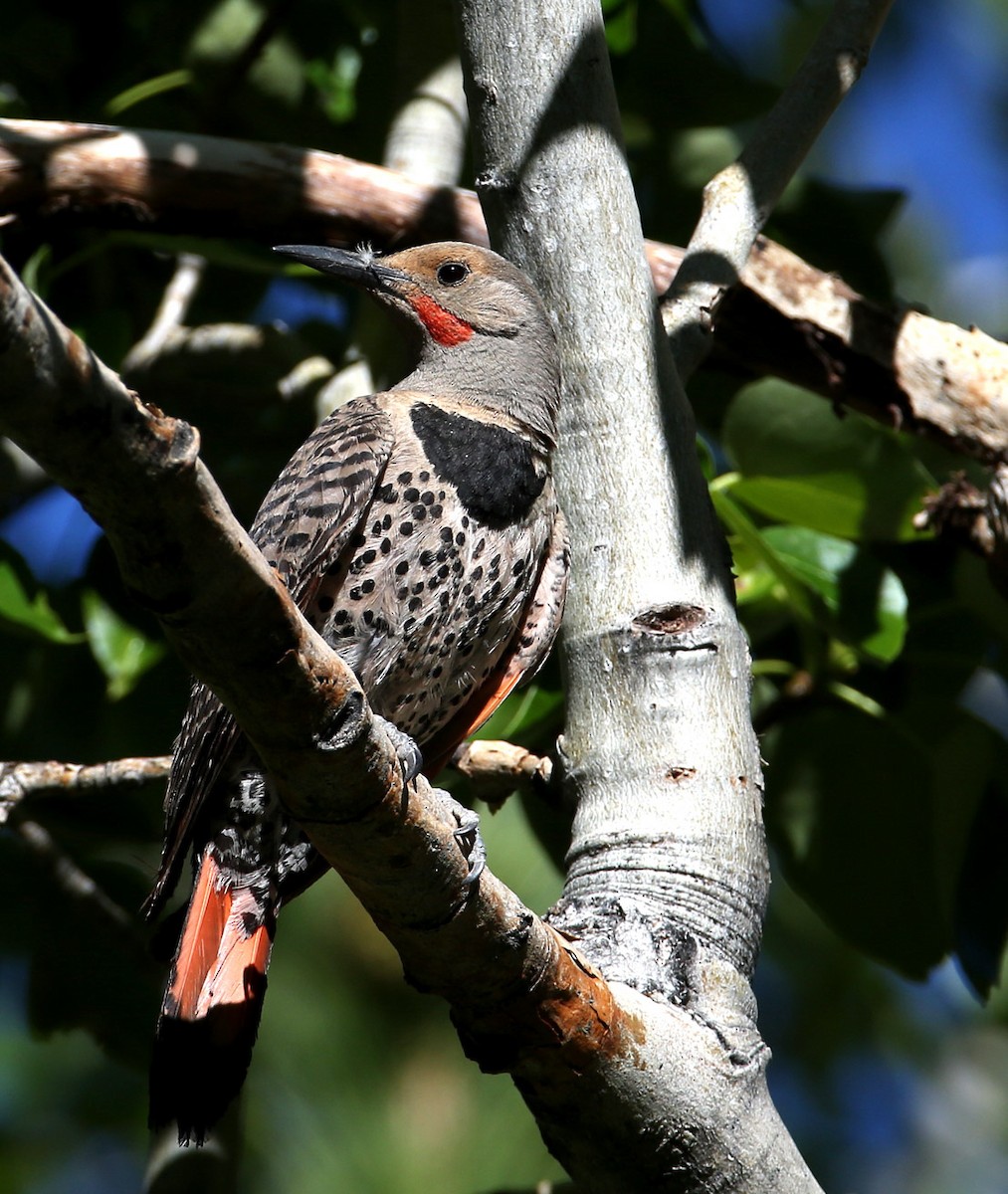 Northern Flicker (Red-shafted) - ML204320691