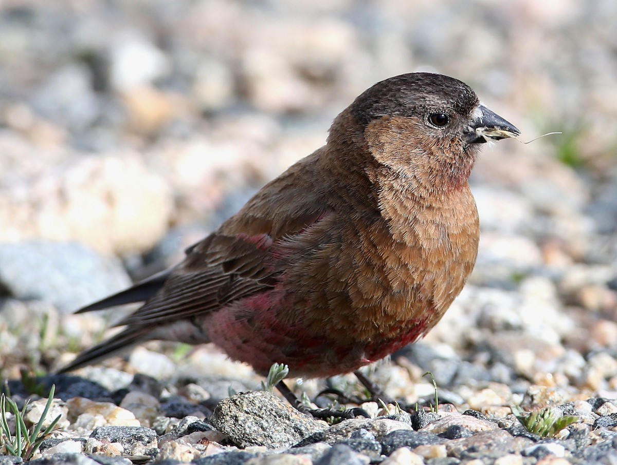 Brown-capped Rosy-Finch - ML204320821