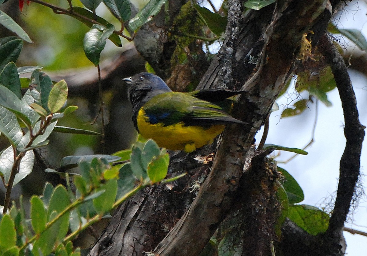 Black-chested Mountain Tanager - Tadeusz Stawarczyk