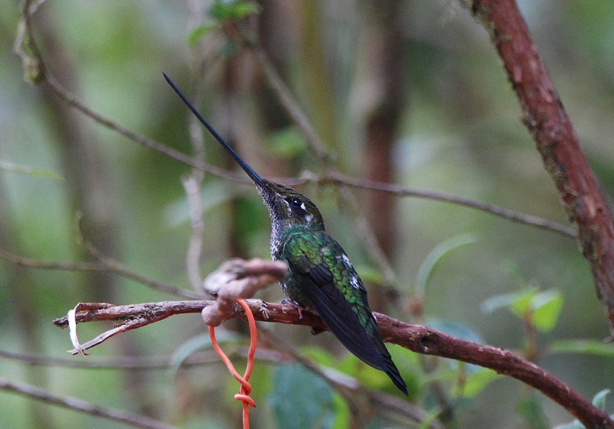 Sword-billed Hummingbird - Tadeusz Stawarczyk