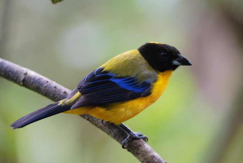 Black-chinned Mountain Tanager - Tadeusz Stawarczyk