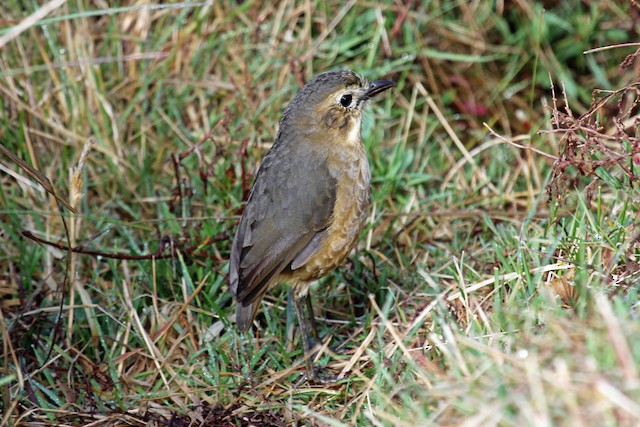 Dorsal view (subspecies <em class="SciName notranslate">quitensis</em>). - Tawny Antpitta - 