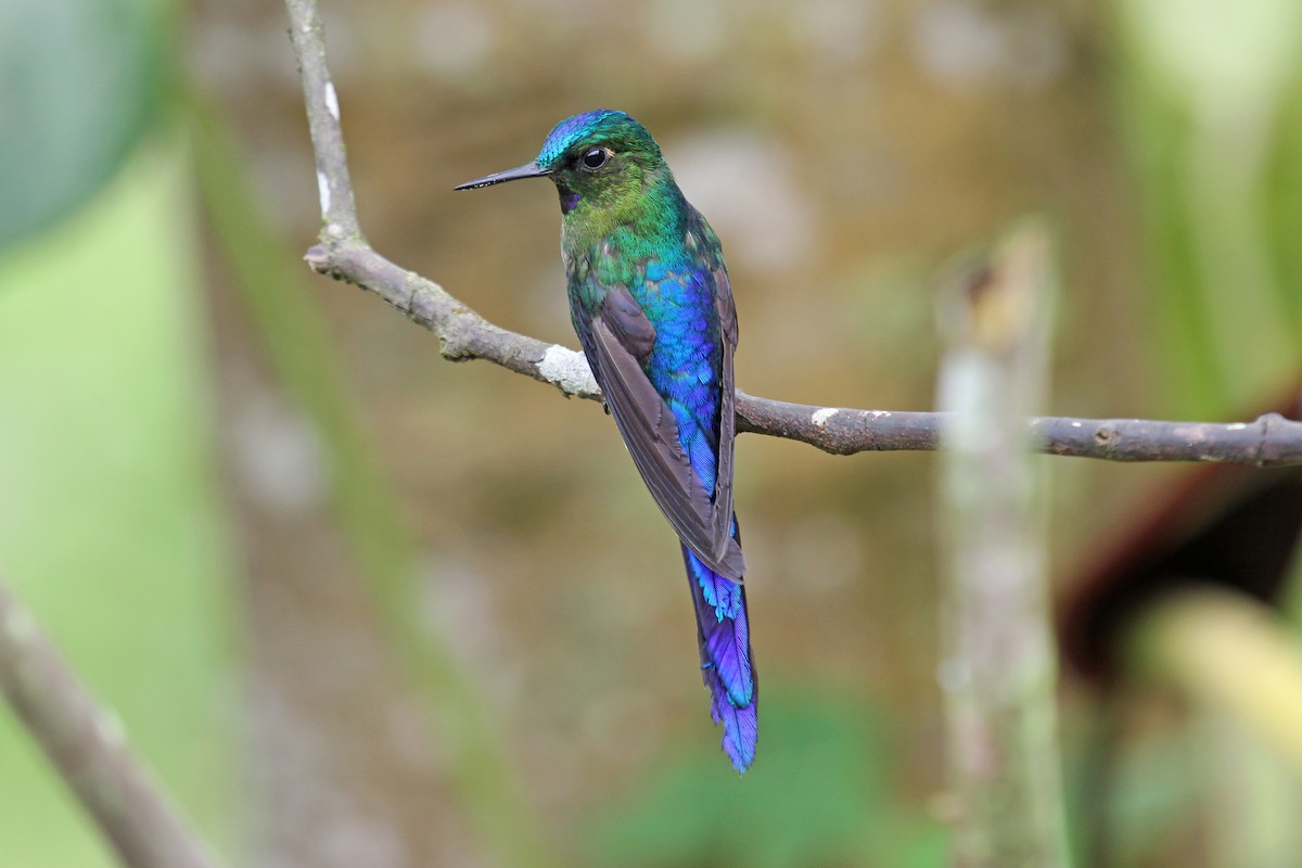 Violet-tailed Sylph - ML204321481