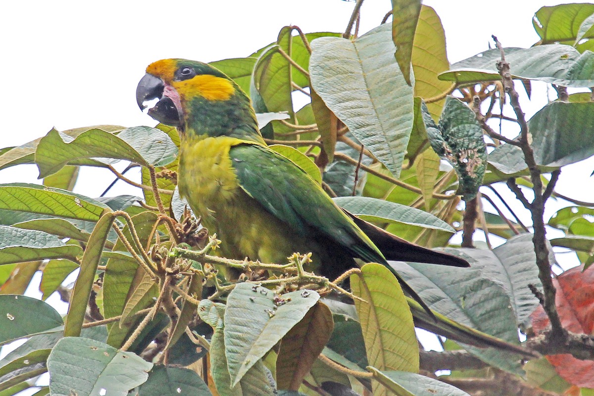Yellow-eared Parrot - ML204321551