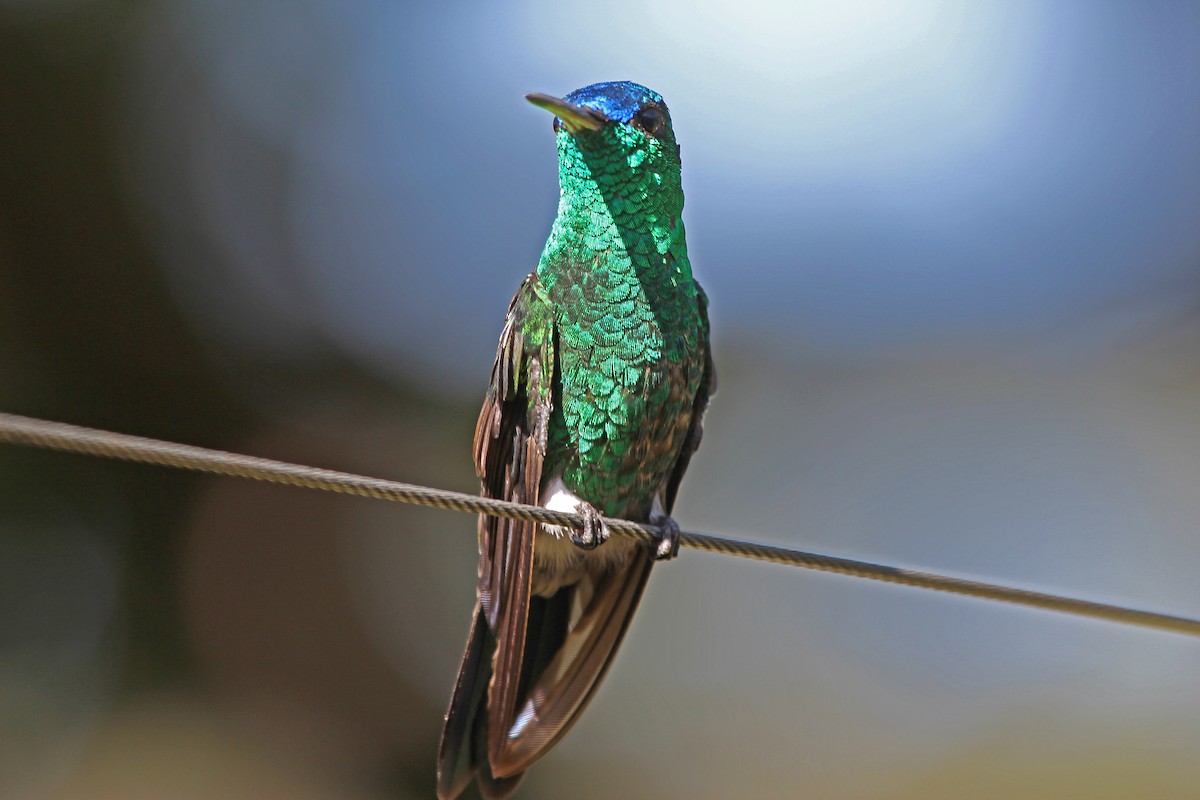 Indigo-capped Hummingbird - Greg  Griffith