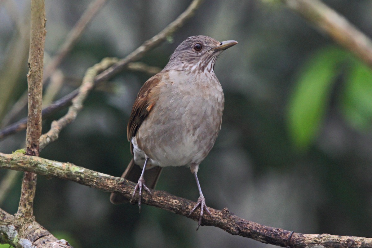 Pale-breasted Thrush - Greg  Griffith