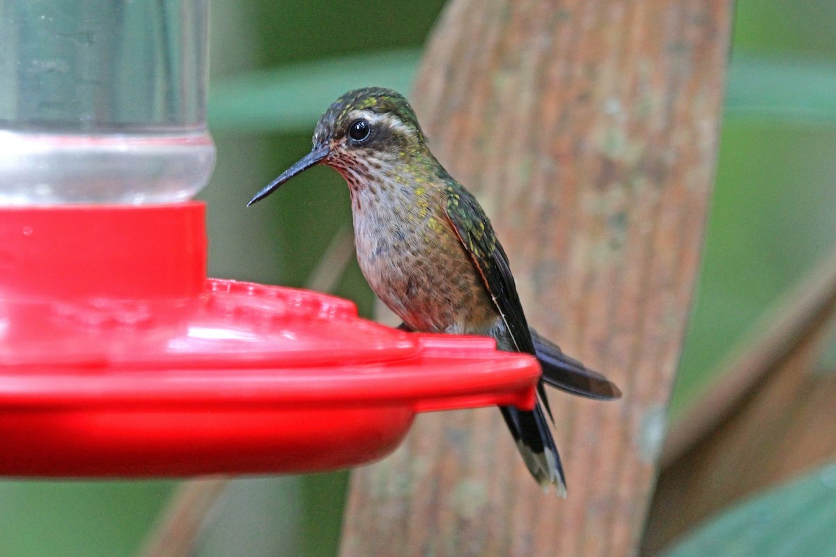 Speckled Hummingbird (melanogenys Group) - Greg  Griffith