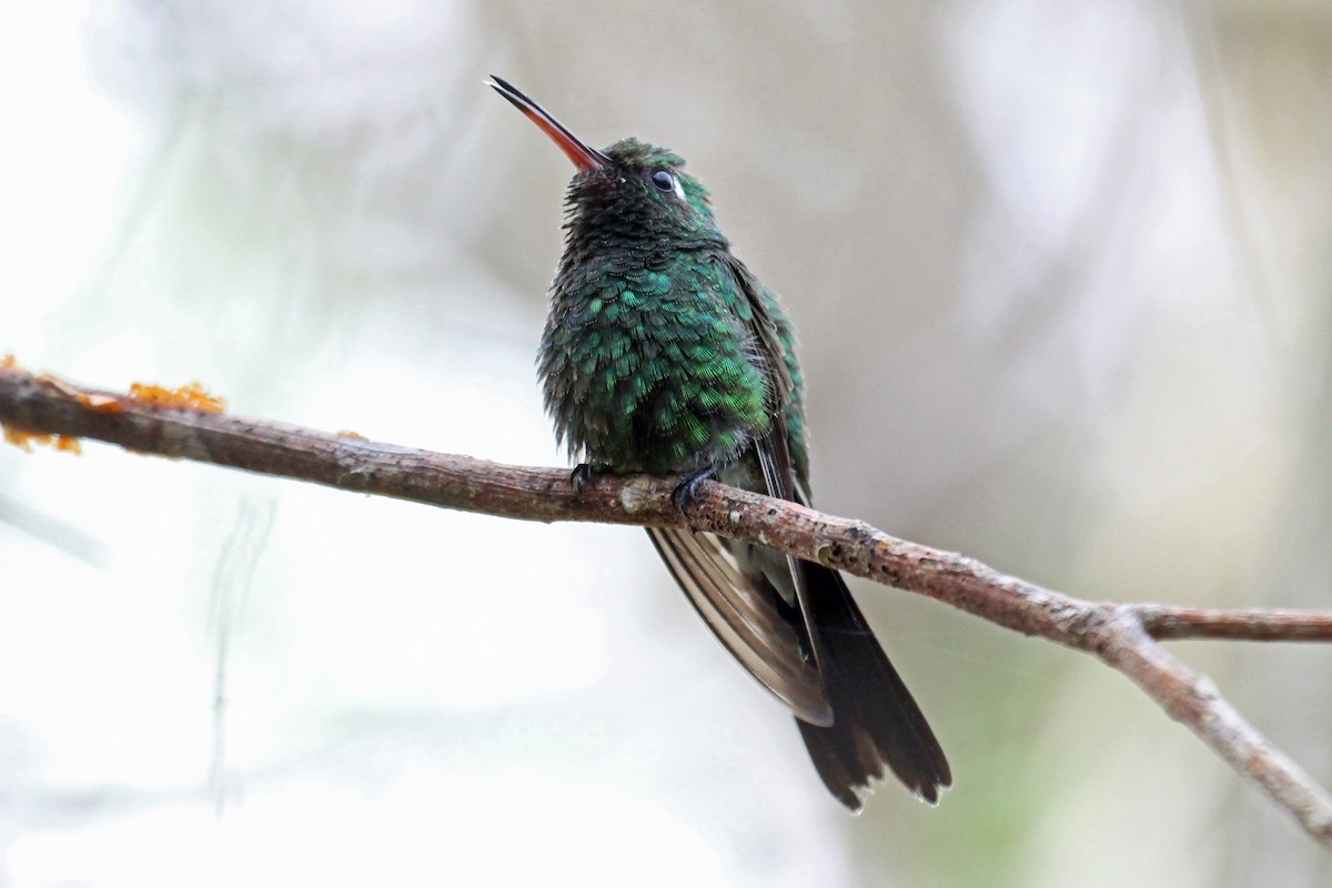 kolibřík kubánský - ML204321811