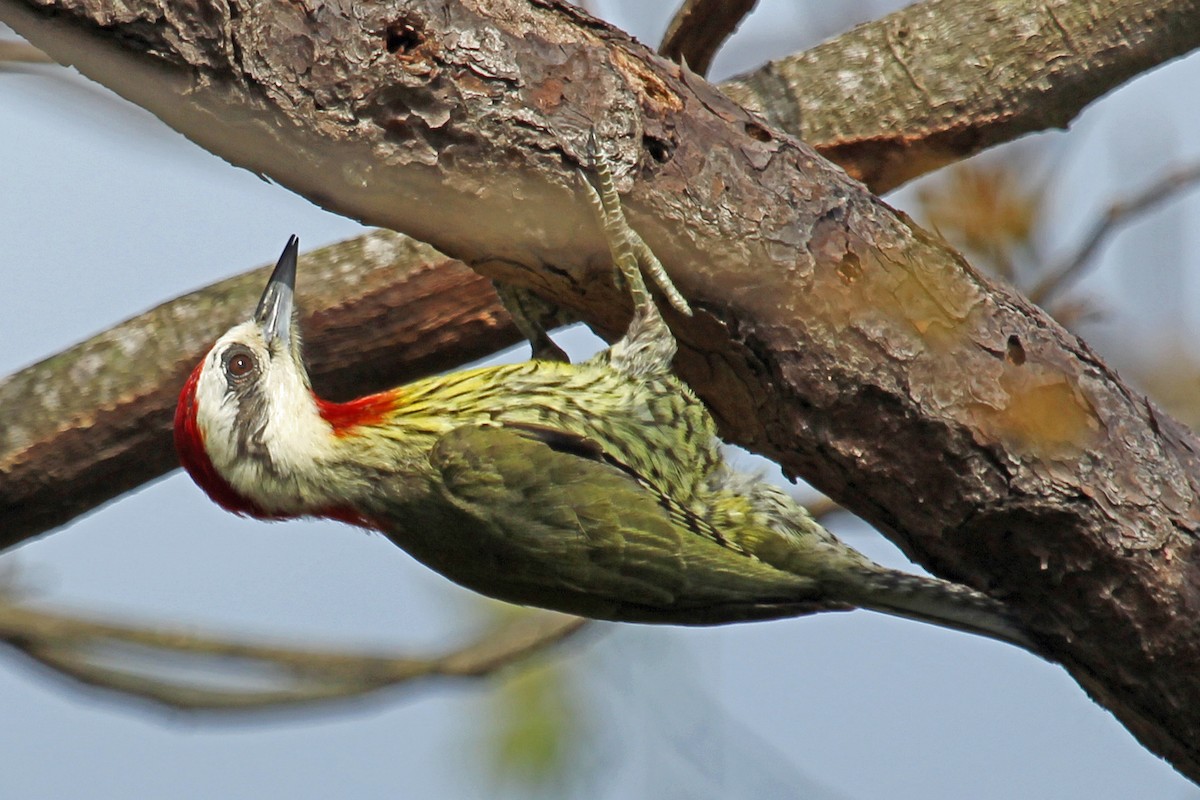 Cuban Green Woodpecker - ML204321821